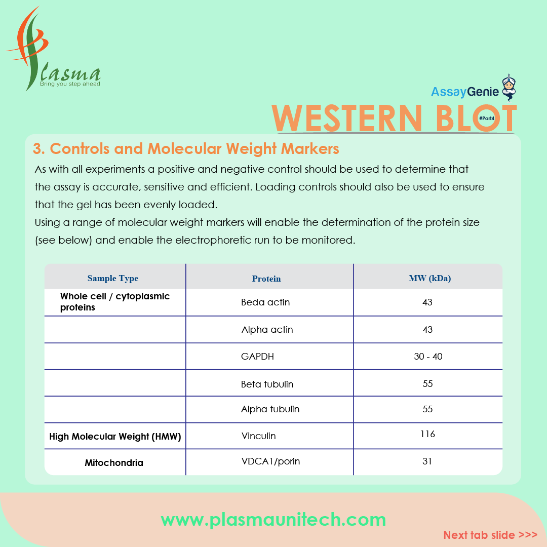 WHAT IS WESTERN BLOT? #PART4